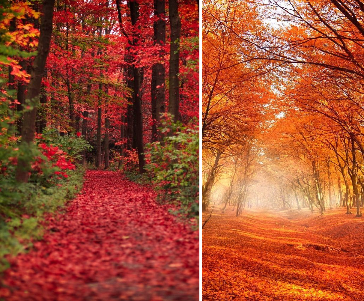 Instagram tappeti foglie